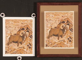 Original and Giclee Print of Bighorn Sheep